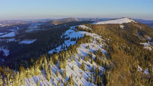 High Snowy Mountain Covered with Evergreen Fir Trees on a Sunny Cold Day