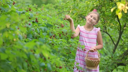Girl Picks Raspberries