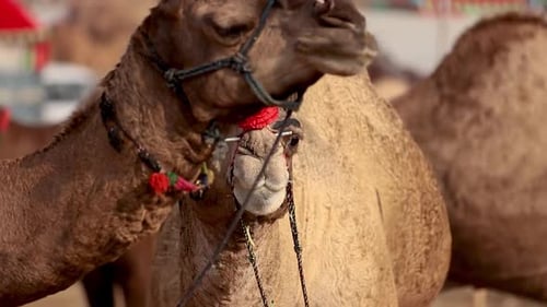Camels at the Pushkar Fair, Also Called the Pushkar Camel Fair or Locally As Kartik Mela