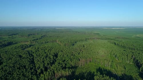 Aerial View Forest and Deforestation in Summer Drone Flying Over Green Trees
