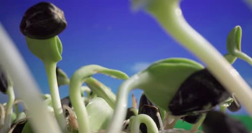 New Green Sprouts Growing Against Blue Sky
