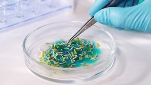 Examining Seedlings in Petri Dish with Tweezers
