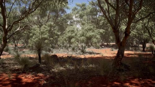 Sunny Forest Red Dry Ground 4K