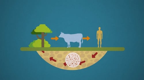 Ciclo de los nutrientes