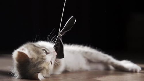 Playful Kitten with Toy on Wood Floor