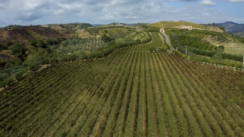 Viñedo italiano