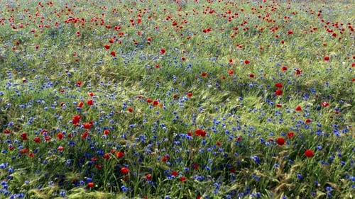 Tournage cinématographique aérien de Summer Meadow avec des coquelicots et des bleuets en fleurs