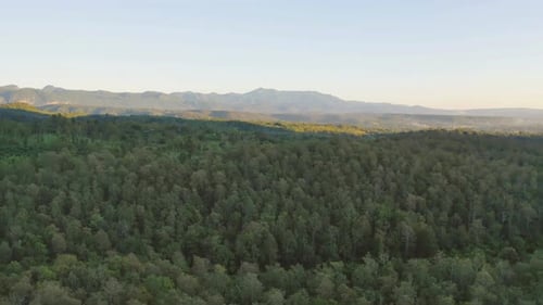 Luftaufnahme der üppigen grünen Bäume von oben im tropischen Wald im Nationalpark und in den Bergen