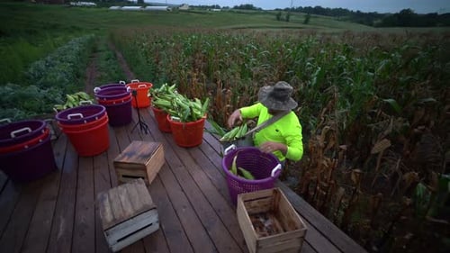 Man Harvesting Corn on a Farm in Cornfield