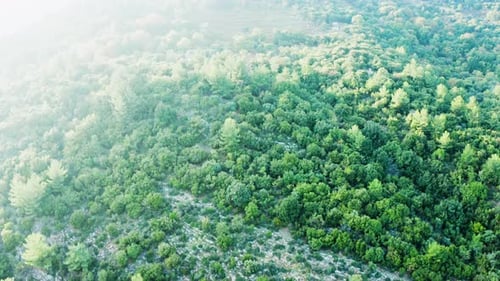 Drone Flying Over Beautiful Green Forest on Rocky Mountains
