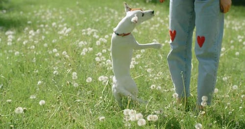 Training with the Dog in the Park Jack Russel Terrier Stands on Its Hind Legs and Spins 120 Fps