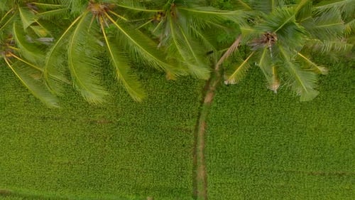 Beautiful Aerial Shot of a Green Rice Field Surrounded with Palm Trees
