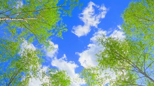 Green Nature Tree Sun Sky Branch Forest Flower Plant Leaves Leaf Park Forest