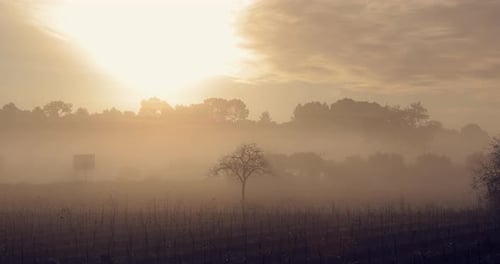 Misty Rural Landscape with Solitary Bare Tree