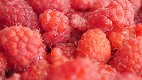 Close Up of Ripe Raspberries
