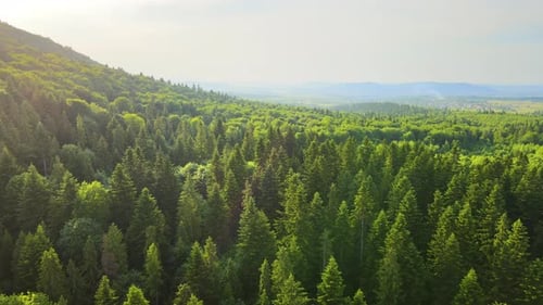 Aerial View of Green Pine Forest with Dark Spruce Trees