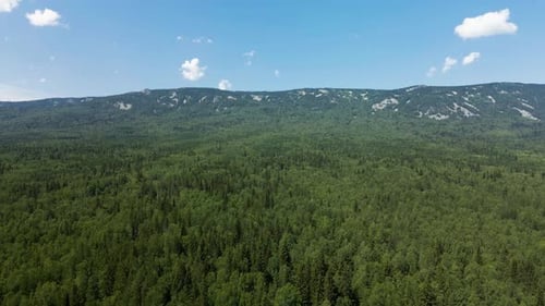 Green forest and river among the mountains