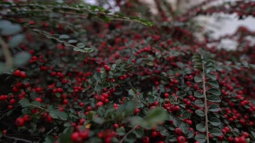 Beau grand buisson rouge d'épine-vinette avec baies, à proximité