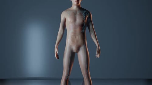 Human Body Revealing Internal Digestive System Organs 3D Animation