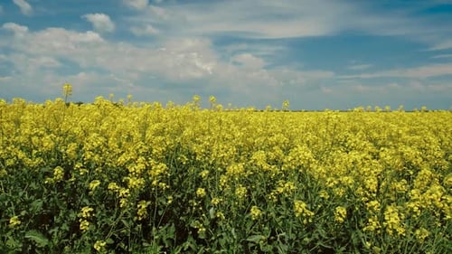 Beautiful Rapeseed Fields