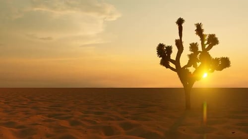 Sunset in the Desert