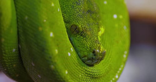 La pitón arbórea verde Morelia Viridis es una especie de serpiente de la familia Pythonidaesia