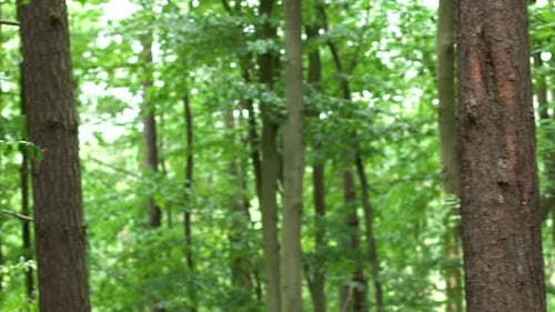 Healthy Growing Tropical Trees In The Forest - Green Leaves Swaying In The Wind - Pan Right Shot