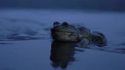 Frog Close Up in the Pond