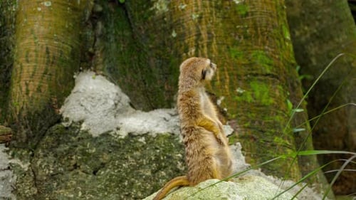 Erdmännchen schaut raus