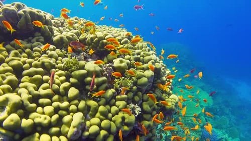 Tropical Fish on Vibrant Coral Reef
