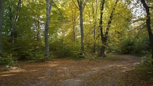 Autumn forest with bright orange and yellow leaves. Dense woods in sunny fall weather.
