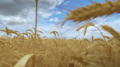 Wheat Field. Field of Golden Wheat Swaying, Nature Landscape, Harvest Concept