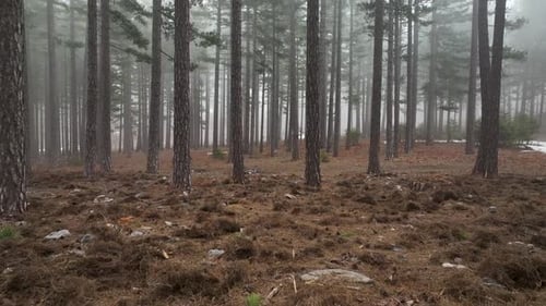 Texture of the misty forest aerial view background 4 K