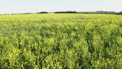 Aerial Drone Shot a Green Field in a Rural Area Drone Flies in a Curve
