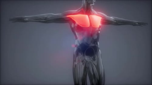 3D Human Pectoralis Muscle Anatomy Scan Animation