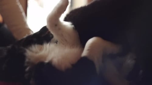 Cute Puppies Playing Fight