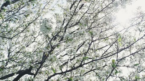 Frühling Baum Ast schwankt weht auf Wind