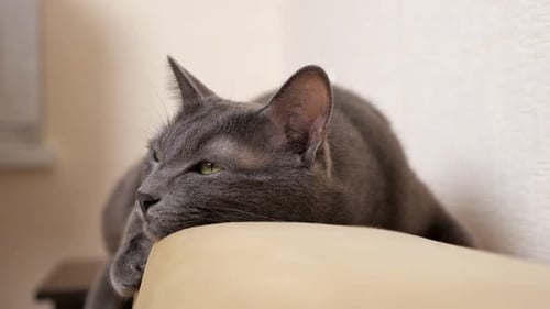 Relaxed Gray Cat Resting Indoors