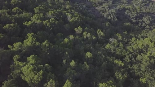 Aerial Green Trees Forest