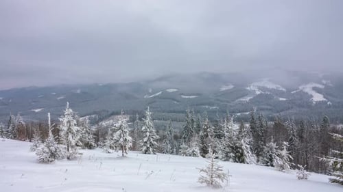 The Winter Mountain Forest
