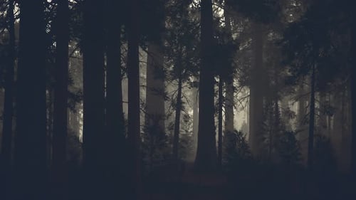 Schwarzer Baumstamm in einem dunklen Kiefernwald