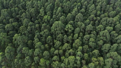 Tropischer Wald Luftbild