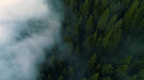 Misty Forest. View of Flying Over Pine Forest in the Morning, Magical Fog in Mountain, Aerial Shot,