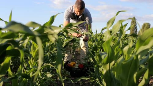 At a vegetable farm, a man walks with a crate full of vegetables.