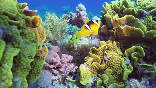 Clownfish Swimming Among Colorful Coral Reef