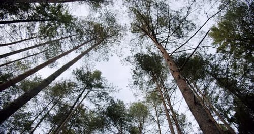 Move Camera Bottom View of Sky Through Tall Trunk Foliage Trees in Autumn Forest Nature