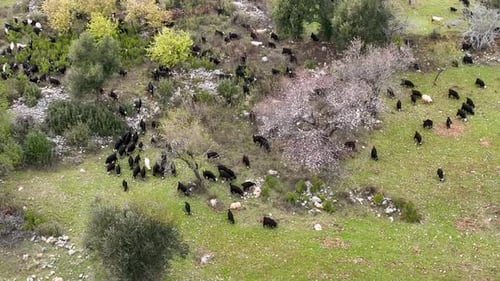 Herd of sheep in the mountains aerial view 4 K