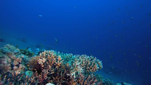 Colorful Red Sea Coral