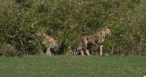 Gepard, Acinonyx Jubatus, Erwachsene aus Bush, Masai Mara Park in Kenia, Echtzeit 4K