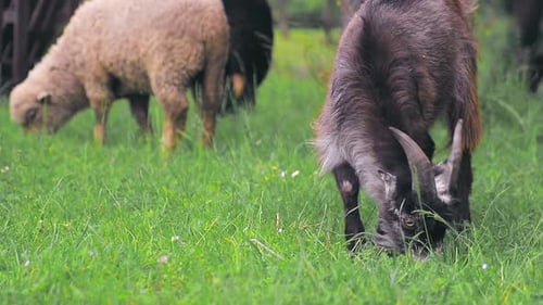 A Herd of Goats Grazing on a Green Lawn with Fresh Green Grass. Black Goat Close Up Eating and